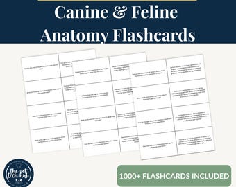 Canine and Feline Anatomy Flashcards, Vet Tech Veterinary Students, VTNE Prep Printable Study Cards, Dog Cat Anatomy, Instant Download PDF