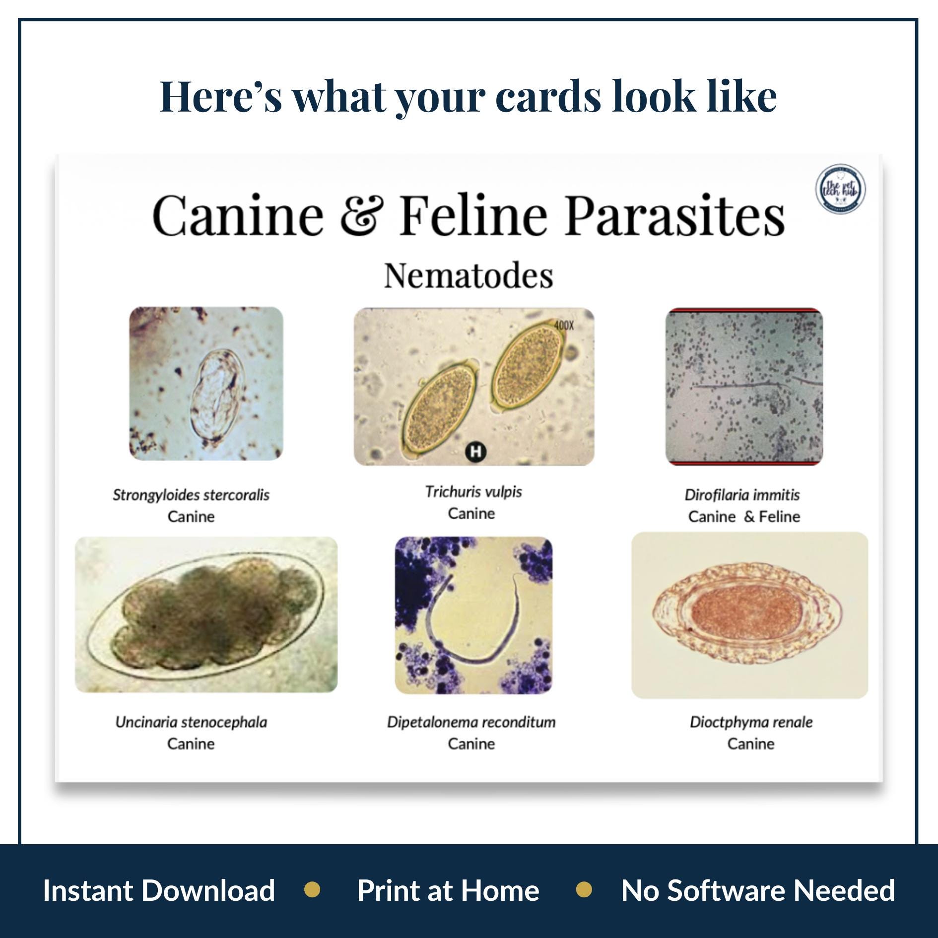 Canine Feline Endoparasite Identification Chart, Vet Tech Printable ...
