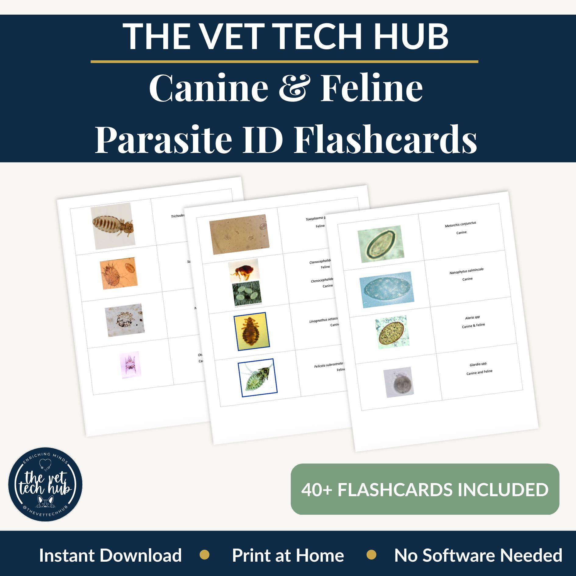 Canine Feline Parasite Identification Flashcards, Vet Tech VTNE Prep ...
