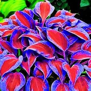 100 Blue Red Hosta Plant Seeds: Hosta plantaginea Perennial Garden Flowers