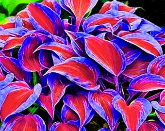 Blue Red Hosta Plant 100 Seeds Hosta plantaginea Garden Flowers Perennial For Garden planting easy grow summer spring