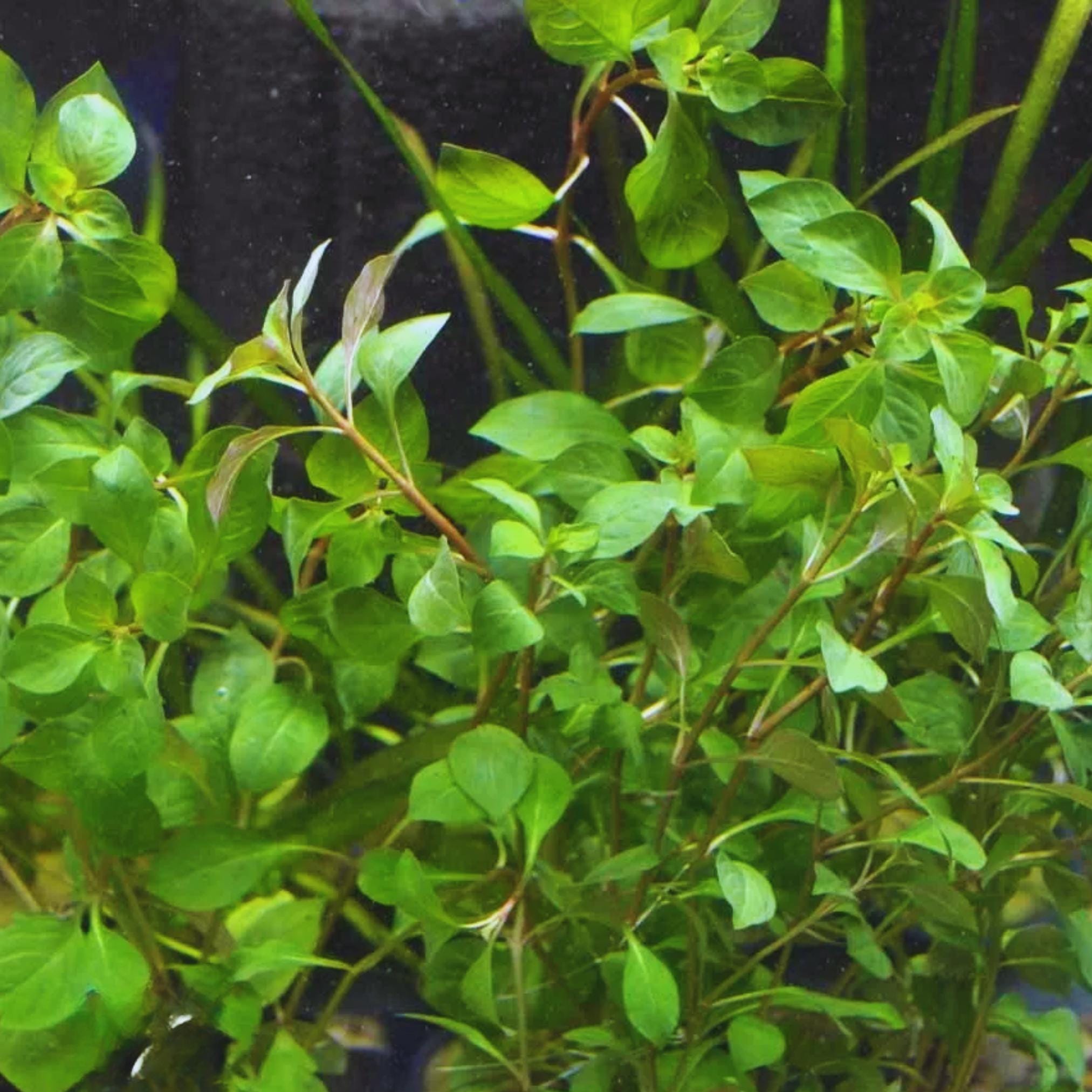 Ludwigia Repens: Easy-Care Live Aquarium Plant, image size:2025x2025
