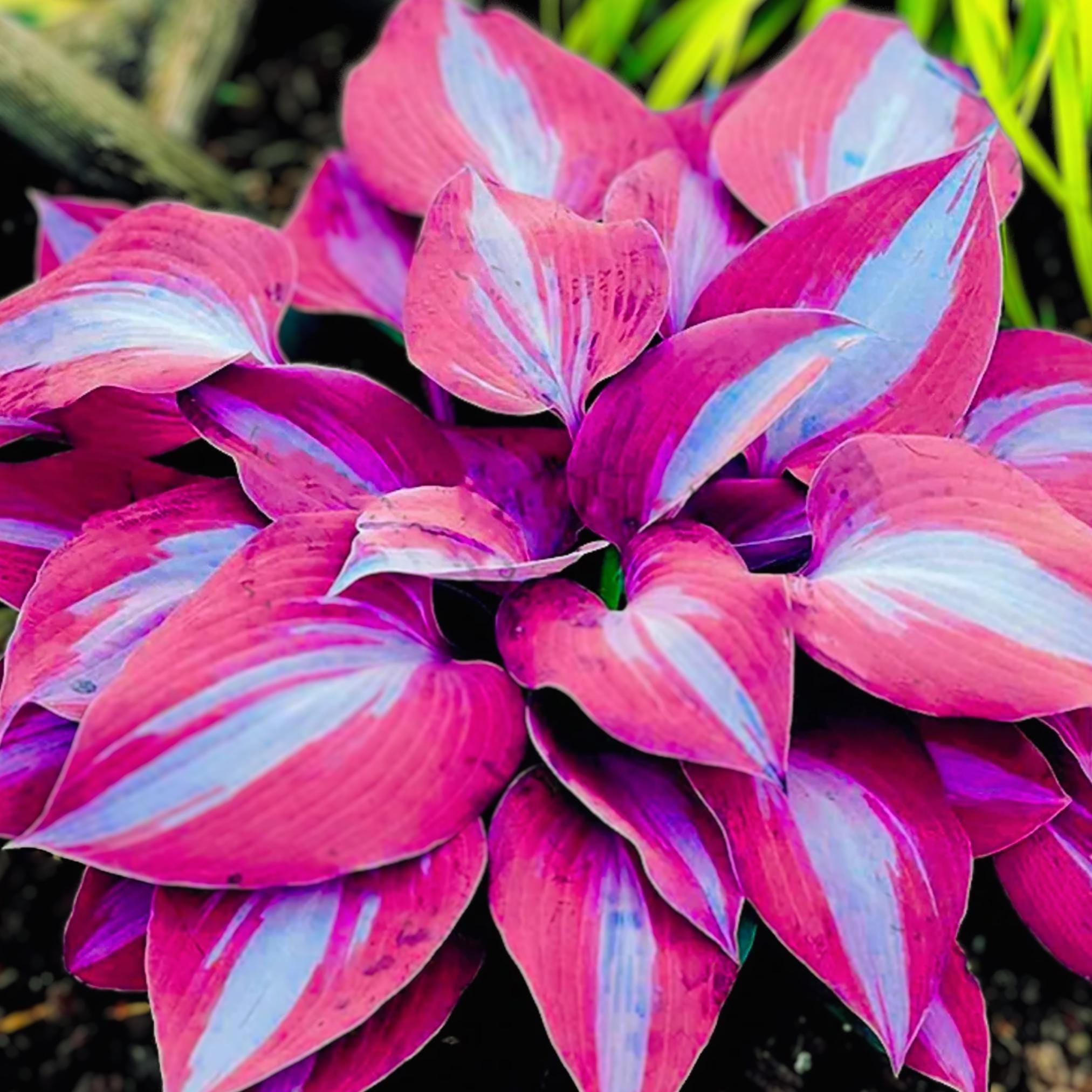 100 Purple Hosta Seeds, Plantaginea Variety - Easy Grow Perennial