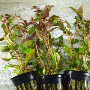 Alternanthera reineckii Scarlet Temple Live Aquarium Plants Easy Care Aquatic Plants Live Freshwater Plants