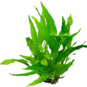 May include: A lush green fern plant with long, narrow leaves. The plant is growing in a pot, but the pot is not visible in the image.