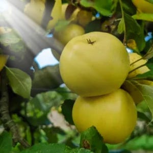 Nuvar Golden Hills Apple Seeds: Sweet, Crisp Fruit Tree (25+ Seeds)