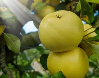 Nuvar Golden Hills Apple Seeds: Sweet, Crisp Fruit Tree (25+ Seeds)