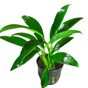 Anubias congensis Potted Live Aquarium Plants Low Light Easy Care Aquatic Plants Live Freshwater Plants
