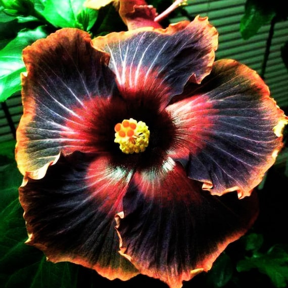 25 Black Hibiscus Seeds: Rosa-sinensis Garden Flowers - Etsy