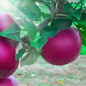 25 Arkansas Black Apple Seeds: Heirloom Variety, Sweet-Tart Flavor
