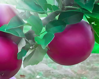25 Arkansas Black Apple-frön: Arvssort, sötsyrlig smak