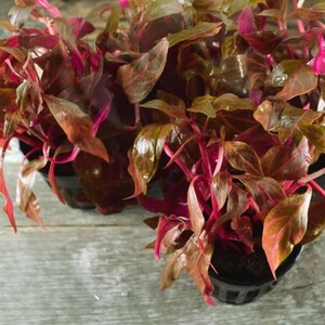 Alternanthera reineckii var. rosanervig Live Aquarium Plants Easy Care Aquatic Plants Live Freshwater Plants
