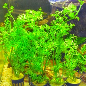 May include: Bright green artificial aquarium plants. The plants have a feathery, fern-like appearance and are potted in small blue containers. The background shows a fish tank environment with rocks and other aquatic elements.