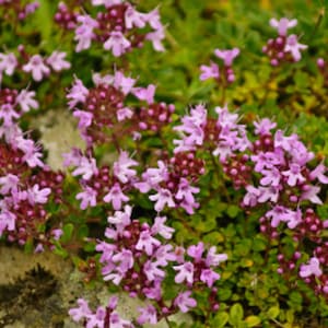 3500 Seeds Dwarf Creeping Thyme Thymus Serpyllum, Ground Cover Garden Flower For Garden planting easy grow summer spring