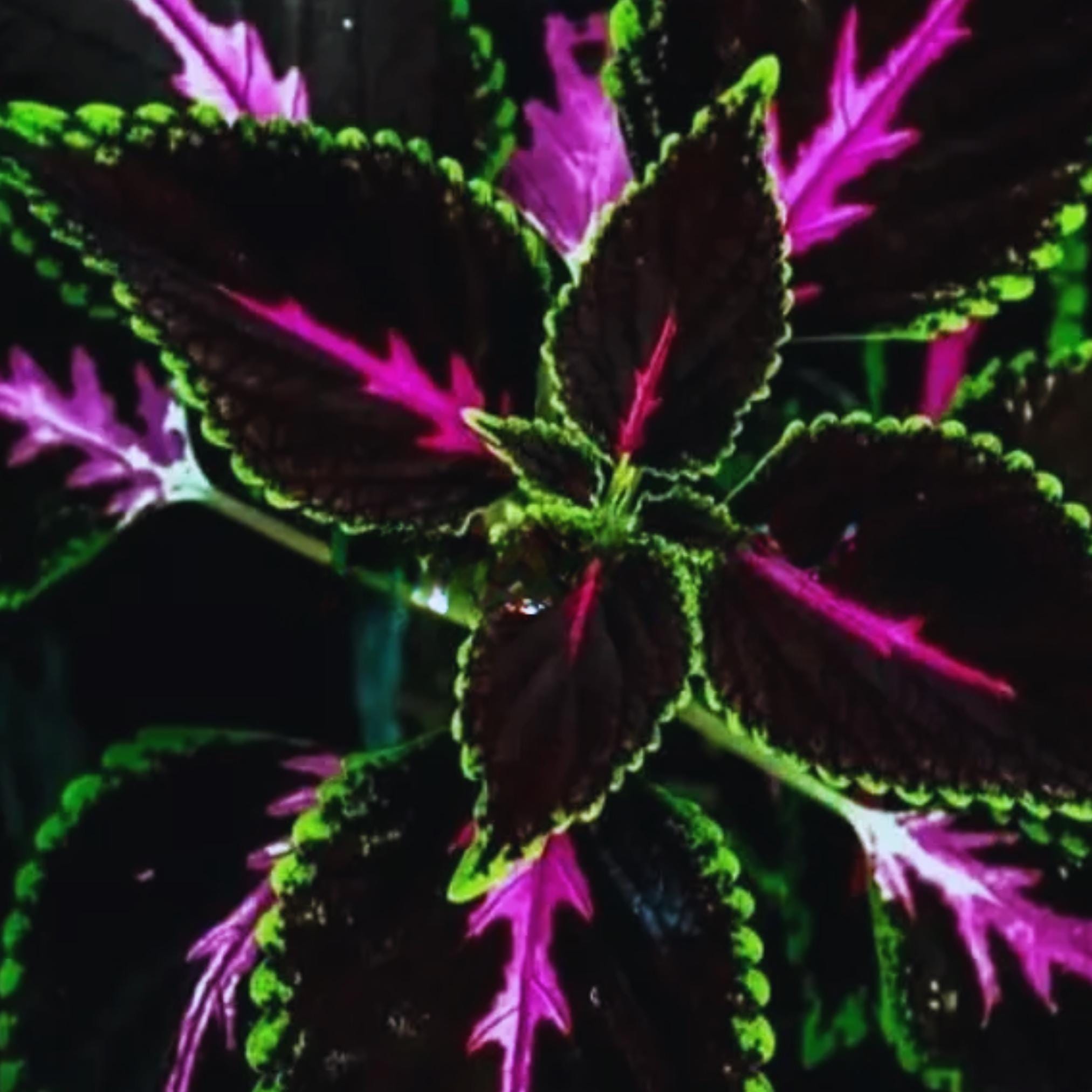 25 Seeds Black Pink King Kong Coleus Flowers Easy to Grow Garden Flower For Garden planting easy grow summer spring