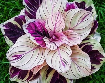 Purple Beauty Calathea 25 Seeds for Planting Indoor or Outdoor Beautiful Plant Garden Flower For Garden planting easy grow summer spring