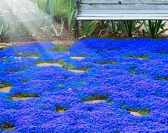 20000 Magic Blue Creeping Thyme Seeds: Fragrant Perennial Ground Cover