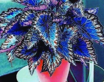 25 Seeds Mix Multicolour Coleus Seeds Coleus Blumei Garden Flower For Garden planting easy grow summer spring