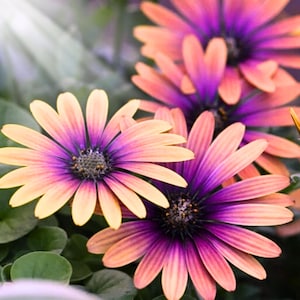 200 Cape Daisy Seeds | Purple & Yellow Blooms | Osteospermum | Perennial/Annual | Garden Planting | Fast Shipping USA