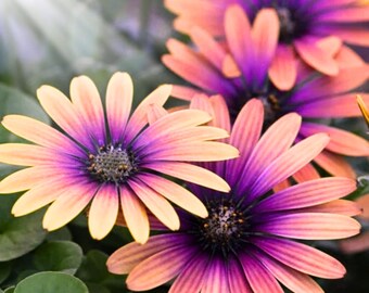 May include: Close-up of vibrant African daisy flowers. The petals transition from a soft yellow to a peachy orange, with a deep purple centre. Green leaves provide a contrasting backdrop, highlighting the flowers' bright colours.