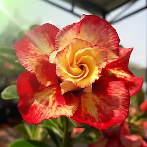 Red-Orange Desert Rose 4 Seeds: Exotic Adenium Obesum Bonsai Plant