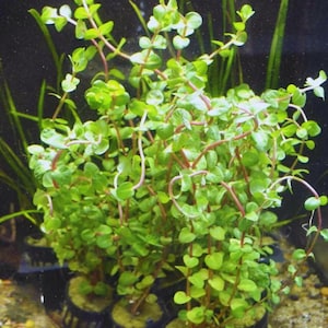 Rotala indica rotundifolia Red Live Aquarium Plants Easy Care Aquatic Plants Live Freshwater Plants