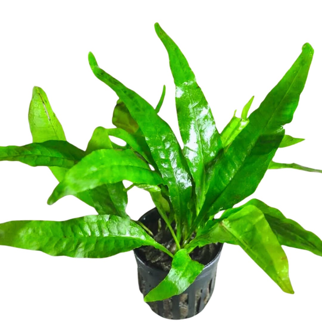 Java Fern Microsorum Pteropus Potted Live Aquarium Plant Easy Care ...