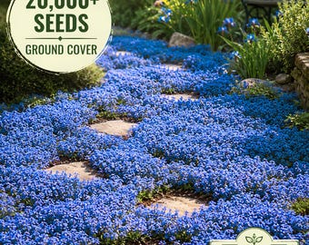 Blue Creeping Thyme Seeds 20,000+ Seeds Ground Cover Perennial Lawn Alternative Pollinator Friendly