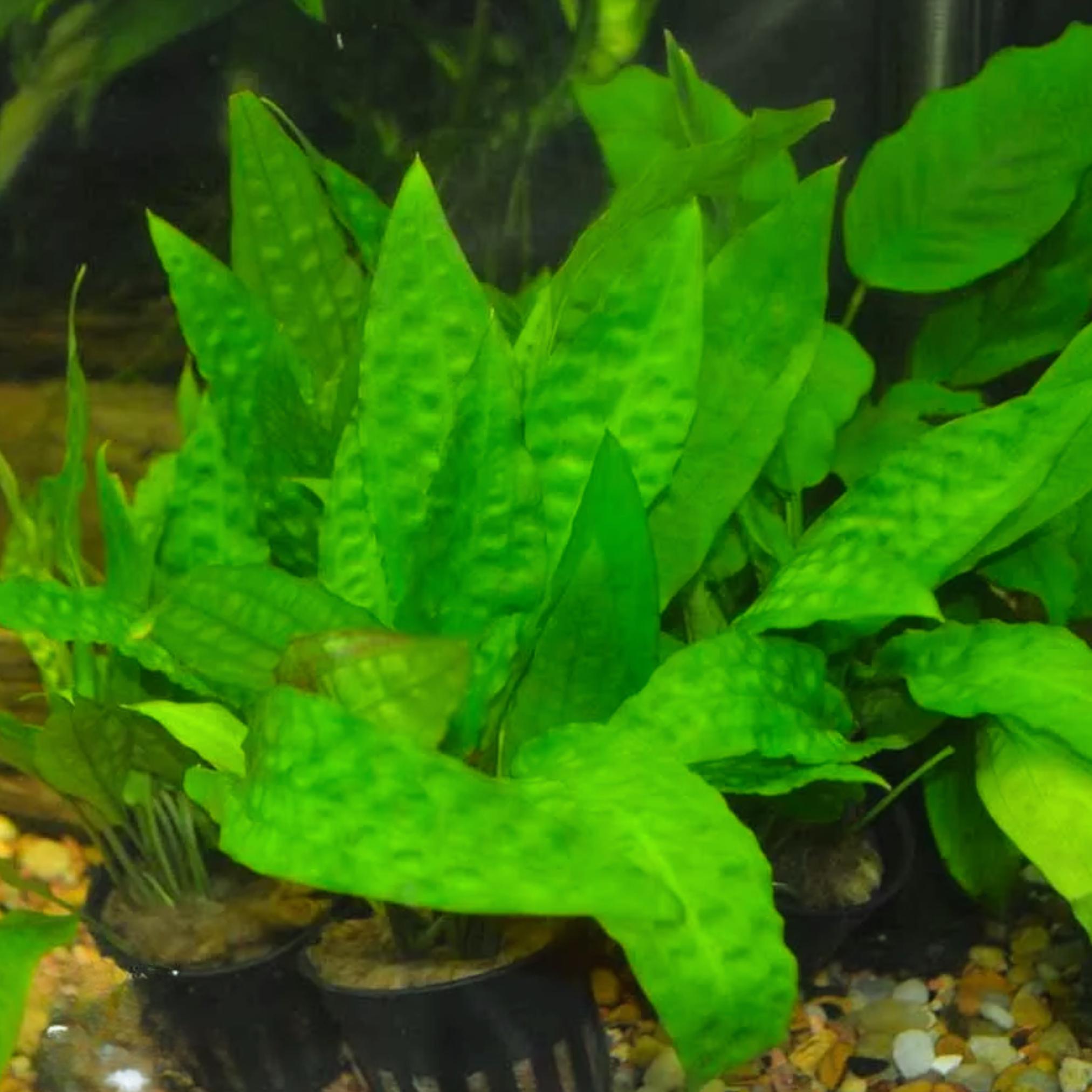 Cryptocoryne Usteriana 'green' Live Aquarium Plant - Easy Care - Etsy