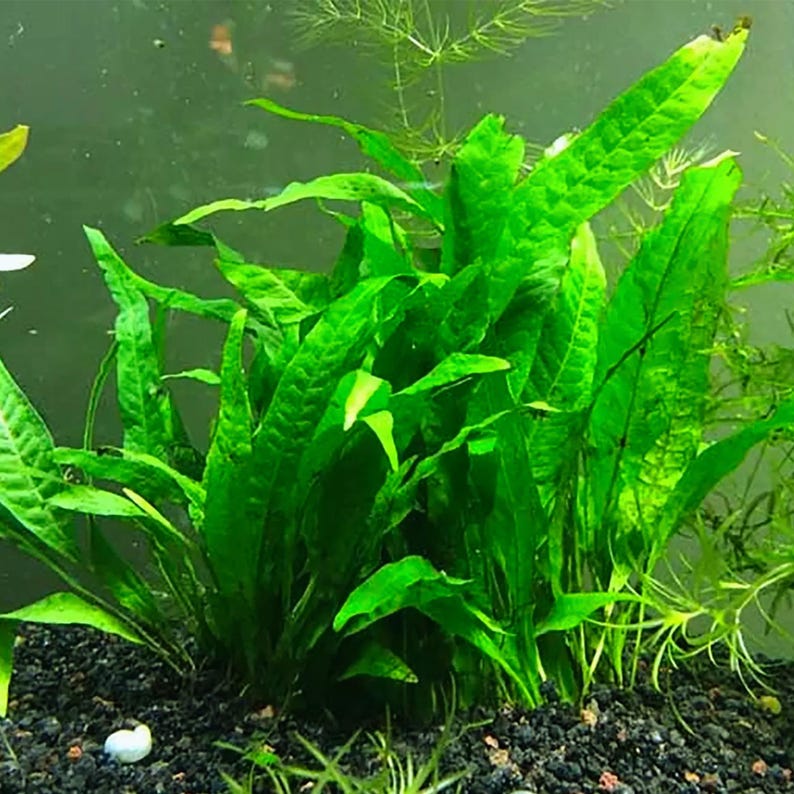 Java Fern Microsorum Pteropus: Easy Live Aquarium Plant - Etsy 日本