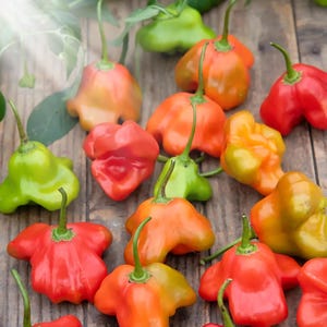 25+ Mad Hatter Hot Pepper Seeds | Sweet & Mild | Unique Saucer Shape | High Yield | Non-GMO | Fast Shipping USA