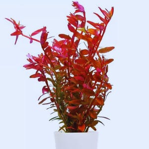 Rotala Rotundifolia RED Live Aquarium Plant: Easy Care Freshwater Plants