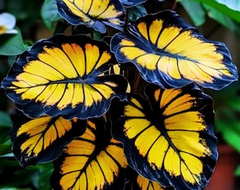 Sunburst Calathea 25 Seeds for Garden Planting Indoor or Outdoor Beautiful Plant Garden Flower For Garden planting easy grow summer spring