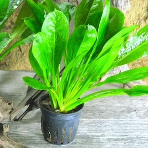 May include: A vibrant green aquatic plant with broad, elongated leaves, potted in a dark gray plastic container. The plant's leaves are a bright, healthy green, suggesting robust growth. The pot has vertical slits for drainage. The background is a light wood surface.