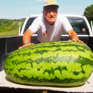 20 semillas de sandía gigante de Florida, melón orgánico, fruta para plantar en el jardín, fácil de cultivar en verano y primavera.