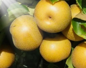 25 Hosui Asian Pear Seeds: Sweet & Juicy Fruit Tree - US Seller