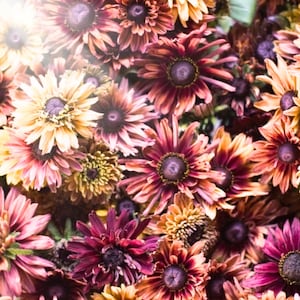 200+ Caramel Mix Rudbeckia Seeds | Black-Eyed Susan | Perennial/Annual | Garden Planting | Fast Shipping USA