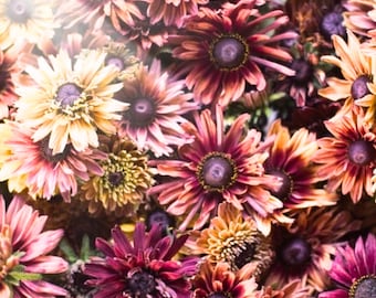200+ Caramel Mix Rudbeckia Seeds | Black-Eyed Susan | Perennial/Annual | Garden Planting | Fast Shipping USA
