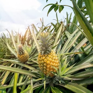 15+ Mauritius Pineapple Seeds | Sweet Tropical Fruit | Garden Planting | Non-GMO | High Germination | Fast Shipping USA