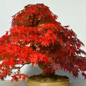 20 Red Japanese Maple Seeds | Acer Palmatum atropurpureum | Bonsai & Ornamental Tree | USA Seller