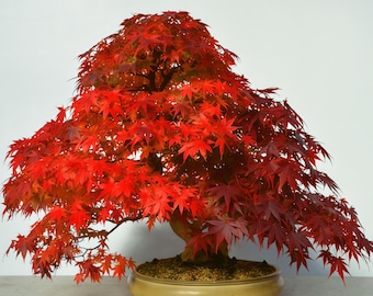 bambus drzewo Bambus Aureocaulis (Phyllostachys aureosulcata 'Aureocaulis') | 125-150 cm  im Topf