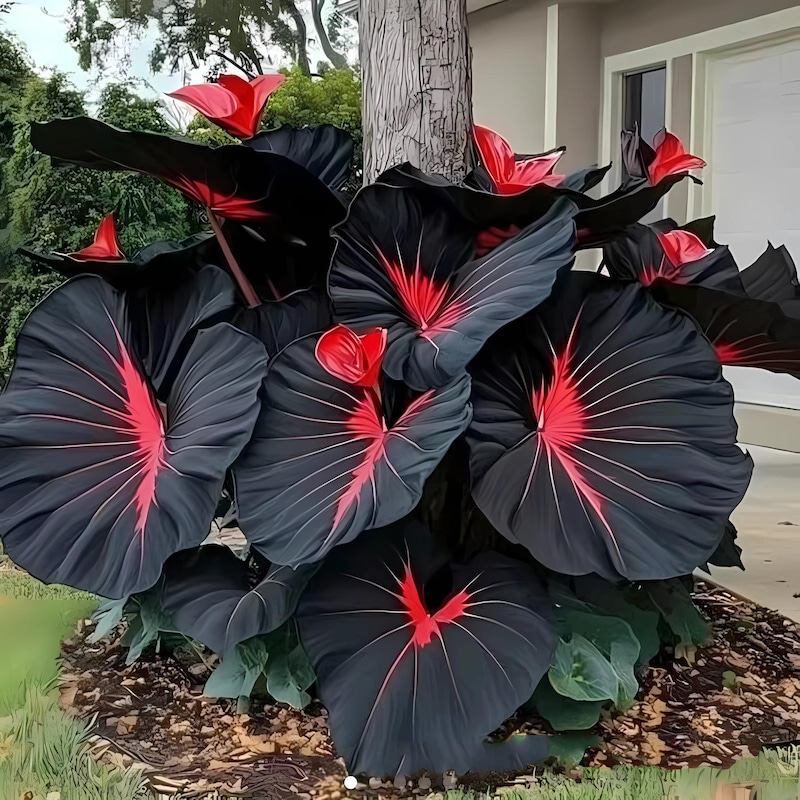 Blood of God Hosta - Etsy Canada