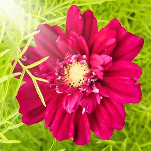 May include: A close-up of a vibrant, deep magenta cosmos flower with a yellow center. The petals are layered and ruffled, set against a blurred green background of foliage. The flower is illuminated by a soft, natural light.