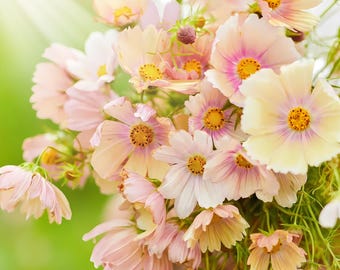 200 Apricot Lemonade Cosmos Seeds: Rare Pastel Blend, Garden Planting