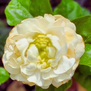 Grand Duke of Tuscany Jasmine Starter Plant: Fragrant, Easy Care