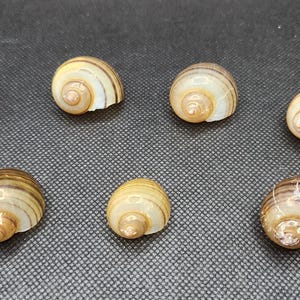 Collezione di 7 gusci di lumache di mele micro - Perfetti per artigianato e collezionismo
