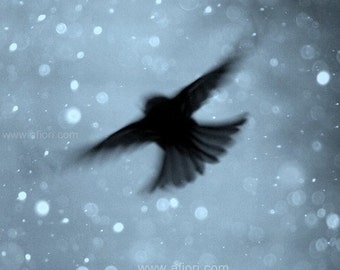 Snowflake Flight, little flying bird on cold, blue, sparkly winter sky, snow bokeh, fine art nature photography