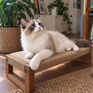 Puede incluir: Un gato Ragdoll de pelo largo con ojos azules y pelaje color crema y marrón descansando sobre un rascador rectangular. El rascador presenta una superficie de cuerda de sisal natural tensada sobre un marco de madera resistente con cuatro patas cortas.