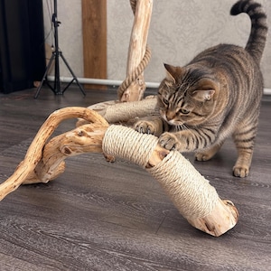 Pode incluir: Um gato malhado castanho com riscas escuras a arranhar uma estrutura de madeira flutuante natural. A madeira apresenta secções envolvidas por uma corda de sisal espessa e clara, proporcionando uma superfície texturada para o gato usar as garras.