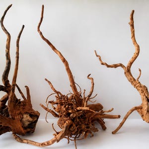 Könnte beinhalten: Drei Stücke natürliches Treibholz mit komplexen, knorrigen Texturen und verzweigten Formen. Das Holz zeigt verschiedene Schattierungen von hellem und dunklem Braun mit komplizierten Wurzelsystemen und länglichen, verdrehten Ästen.